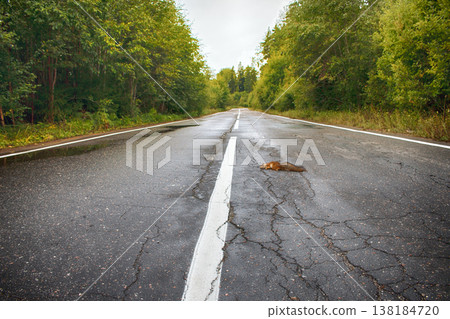 Adult squirrel hit by car on paved forest highway. 138184720
