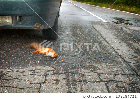Adult squirrel hit by car on paved forest highway. 138184721