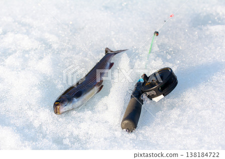 grayling caught on ice fishing with a spinner 138184722