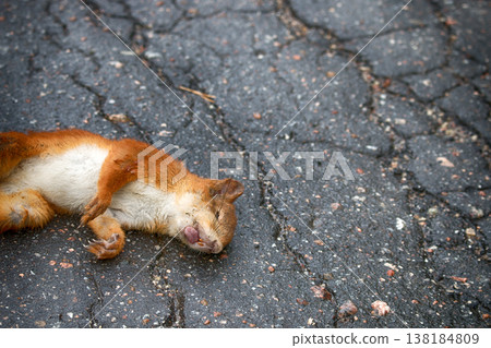 Adult squirrel hit by car on paved forest highway. Adult squirrel hit by car on paved forest highway. 138184809