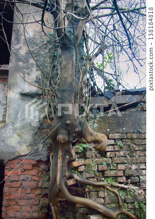 Tree grew out of brickwork 138184818