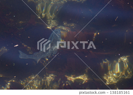 清澈的海水中游動的魚兒 138185161