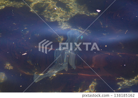 清澈的海水中游動的魚兒 清澈的海水中游動的魚兒 138185162