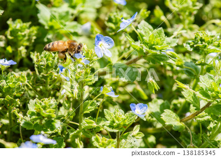 A honeybee sipping nectar from a Veronica persica flower. 138185345