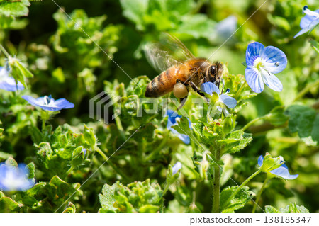 蜜蜂從花朵中採集花蜜，花粉球附著在後腿上。 138185347
