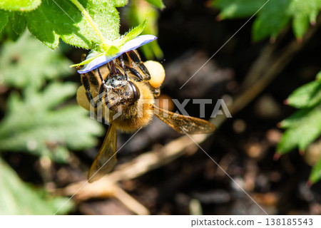 A frontal shot of a honeybee sipping nectar from a Veronica persica flower. 138185543