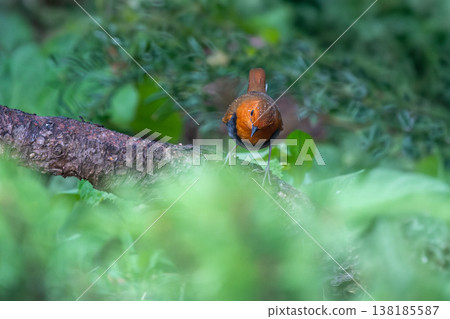 一隻知更鳥棲息在樹上。 一隻知更鳥棲息在樹上。 138185587