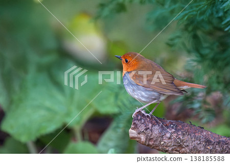 一隻知更鳥棲息在樹上。 一隻知更鳥棲息在樹上。 138185588