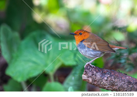一隻知更鳥棲息在樹上。 一隻知更鳥棲息在樹上。 138185589