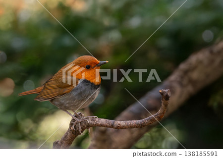 一隻知更鳥棲息在樹上。 一隻知更鳥棲息在樹上。 138185591
