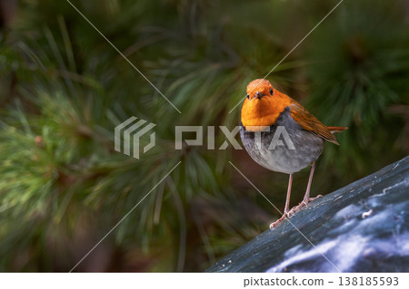 Robin on a rock Robin on a rock 138185593