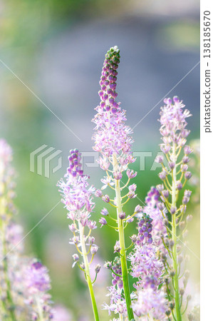 一朵淡紫色的藍鈴花沐浴在柔和的光線中 138185670