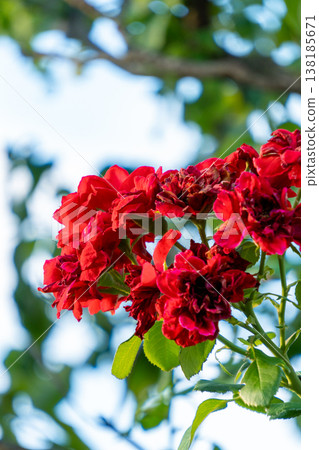 紅玫瑰在藍天綠蔭的襯托下盛開 138185671