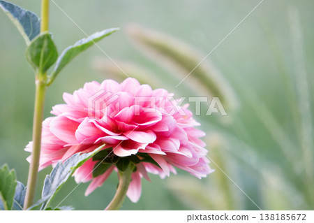 A close-up of the side profile of a pink dahlia. 138185672
