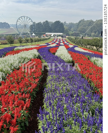 A field of flowers and a Ferris wheel under a blue sky A field of flowers and a Ferris wheel under a blue sky 138185724