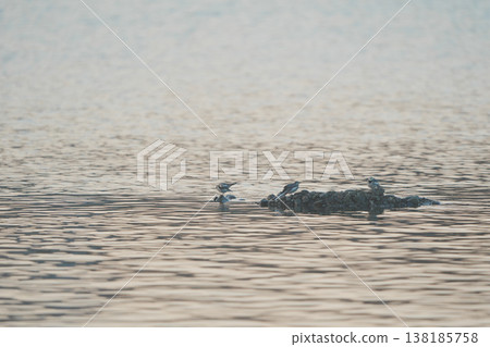 三隻白鶺鴒聚集在河的淺水區。 138185758