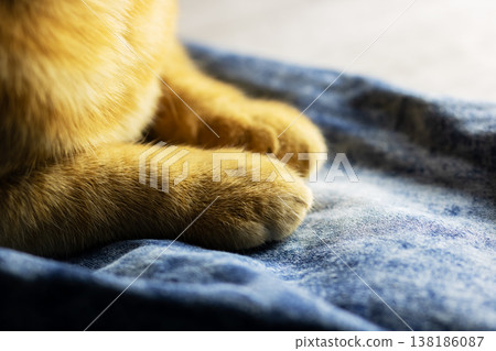 Gentle shot of warm cat. Close view capturing ginger cat paws and warm cozy atmosphere Gentle shot of warm cat. Close view capturing ginger cat paws and warm cozy atmosphere 138186087
