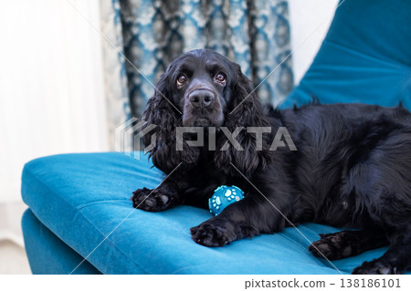 Lively cocker spaniel gazing attentively while perched on cozy sofa with ball beside Lively cocker spaniel gazing attentively while perched on cozy sofa with ball beside 138186101