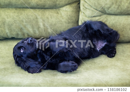 Joyful pet relaxing. Happy dog enjoying cozy cuddle. Content cocker spaniel basking in comfort Joyful pet relaxing. Happy dog enjoying cozy cuddle. Content cocker spaniel basking in comfort 138186102
