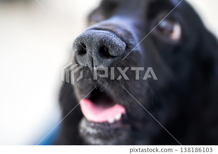 Dog exploring camera. Closeup of eager dog nose investigating camera lens in detailed focus Dog exploring camera. Closeup of eager dog nose investigating camera lens in detailed focus 138186103