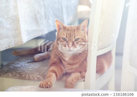Cozy feline repose. Peaceful ginger feline lying on chair amid gentle sunlight and warm hues Cozy feline repose. Peaceful ginger feline lying on chair amid gentle sunlight and warm hues 138186106