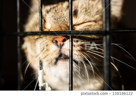 Anxious cat touching cold metal bars. Rescue cat gazes through bars with longing eyes Anxious cat touching cold metal bars. Rescue cat gazes through bars with longing eyes 138186122