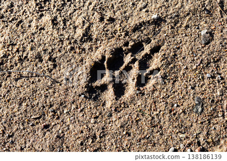 Detailed view of solitary paw print with textured sand and shadow hints of passing creature 138186139
