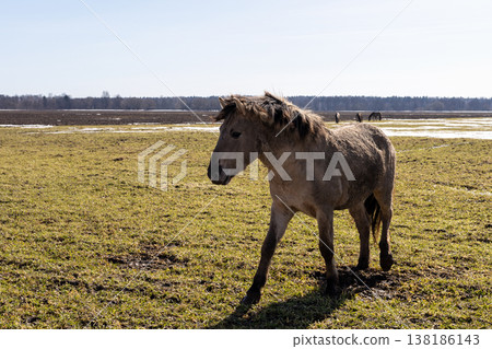 Horse in mud. Peaceful rural scene with lone pony wandering in damp marshes during winter Horse in mud. Peaceful rural scene with lone pony wandering in damp marshes during winter 138186143