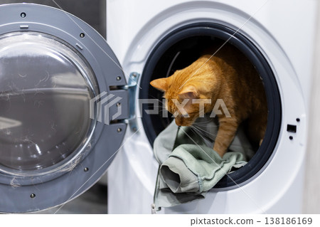Feline species uncovers peaceful and undisturbed refuge to relax and remain safe Feline species uncovers peaceful and undisturbed refuge to relax and remain safe 138186169
