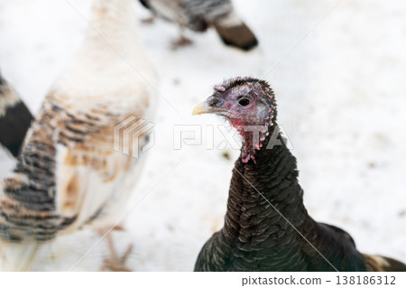 Curious bird with crimson head and shimmering neck feathers focuses intently on camera Curious bird with crimson head and shimmering neck feathers focuses intently on camera 138186312