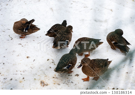 Mallard birds in snowy park. Mallard ducks pecking at scattered seeds in snowcovered area Mallard birds in snowy park. Mallard ducks pecking at scattered seeds in snowcovered area 138186314