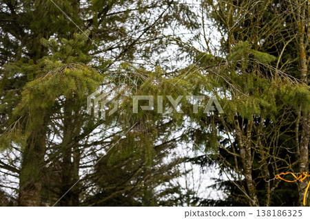 Peaceful woodland imagery capturing textured branches and moss for ecological themes and aesthetics Peaceful woodland imagery capturing textured branches and moss for ecological themes and aesthetics 138186325