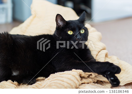 Serene black feline comfortably seated on textured blanket with luminous green eyes 138186346