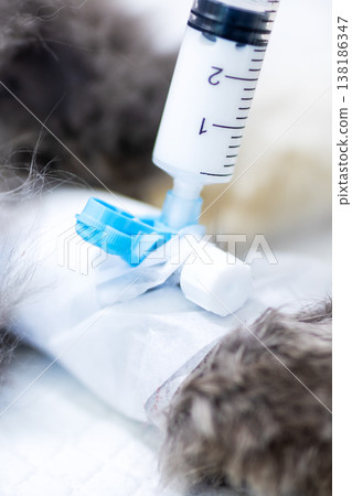 Detailed shot of trained nurse stabilizing distressed feline with intravenous therapy Detailed shot of trained nurse stabilizing distressed feline with intravenous therapy 138186347