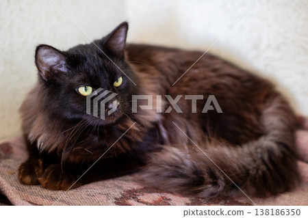 Serene indoor cat resting peacefully. Relaxed longhaired cat lying on cozy blanket indoors Serene indoor cat resting peacefully. Relaxed longhaired cat lying on cozy blanket indoors 138186350