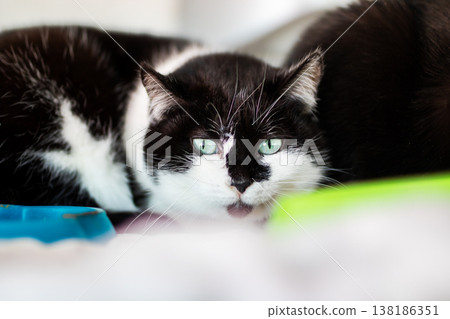 Black cat with vivid green eyes. Curious black and white cat resting peacefully indoors Black cat with vivid green eyes. Curious black and white cat resting peacefully indoors 138186351