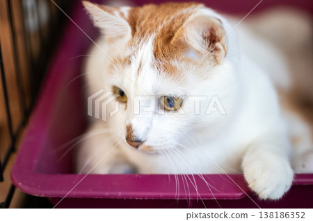 Thoughtful feline in cozy enclosure. Contemplative orange cat curled up within purple container Thoughtful feline in cozy enclosure. Contemplative orange cat curled up within purple container 138186352