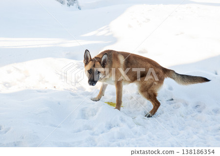 German shepherd searches for scent amid cold snowy landscape near roadside fence German shepherd searches for scent amid cold snowy landscape near roadside fence 138186354