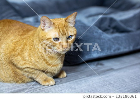 Peaceful ginger cat with pale blue eye comfortably seated in living room calmly reflecting 138186361