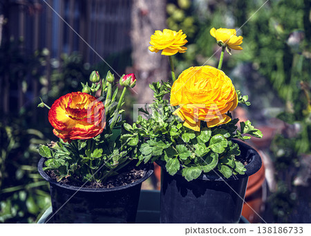 毛茛花 毛茛花 138186733
