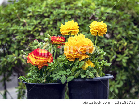 毛茛花 138186735