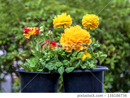 Ranunculus Flower 138186736