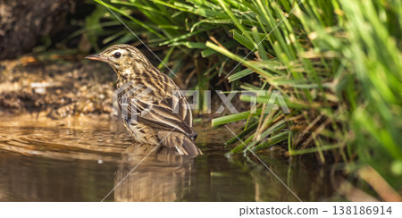 Meadow Pipit, Spain Meadow Pipit, Spain 138186914