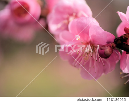 Pink plum blossoms "Mikaikou" bloom beautifully on a sunny day in March 138186933