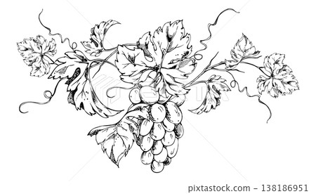 Botanical grapevine composition hand drawn with fine ink lines, grape clusters, leaves and flowing tendrils. Isolated vector illustration. Winery branding, vineyard maps, packaging, stationery design. Botanical grapevine composition hand drawn with fine ink lines, grape clusters, leaves and flowing tendrils. Isolated vector illustration. Winery branding, vineyard maps, packaging, stationery design. 138186951