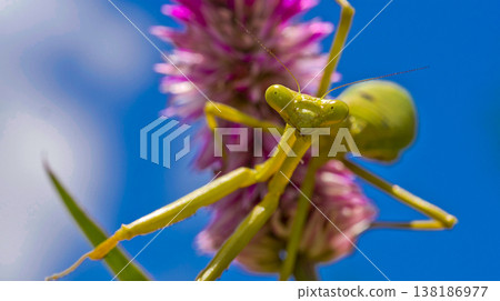 Praying Mantis, Tropical Rainforest, Costa Rica Praying Mantis, Tropical Rainforest, Costa Rica 138186977