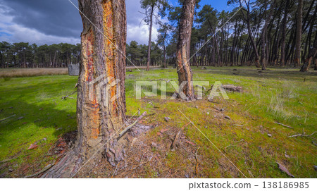 Maritime Pine Resin Industry, Spain 138186985