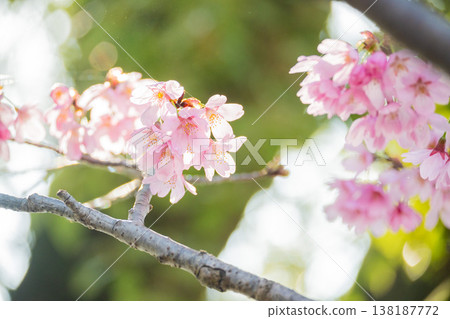 「公園」（四月）[櫻花] 春日陽光下盛開的櫻花；四月在櫻花樹下欣賞櫻花。 138187772