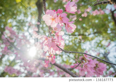 「公園」（四月）[櫻花] 春日陽光下盛開的櫻花；四月在櫻花樹下欣賞櫻花。 138187773