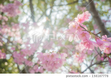 "Park" (April) [Cherry Blossoms] Cherry blossoms bathed in spring sunlight; enjoying cherry blossom viewing under the cherry trees in April. 138187778